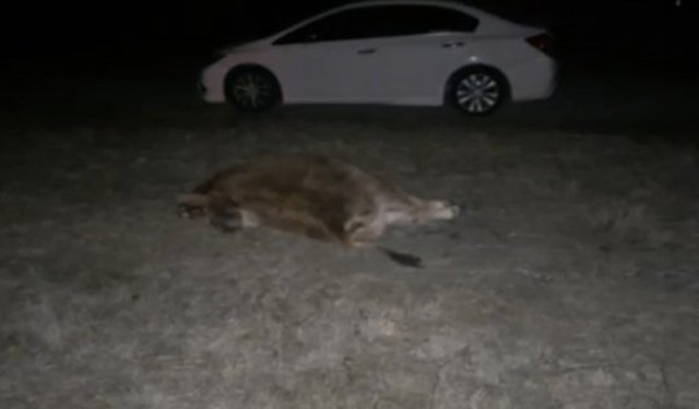 Danaya çarpan otomobildeki 2 kişi hastanelik oldu