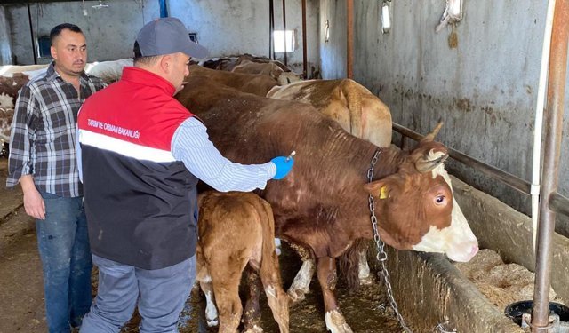 Büyükbaş hayvanlara aşılama çalışmaları sürüyor