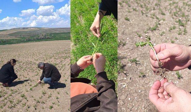 Alaca’da tarımsal denetimler sıklaştırıldı