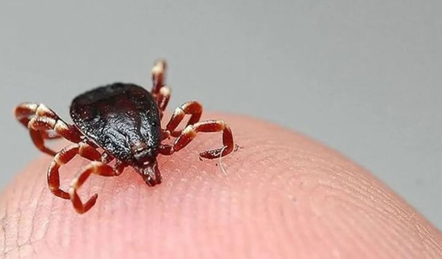 “Kene ile temas etmeyin”: Sağlık ekiplerinden uyarı