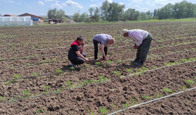 Alaca'da tarımsal üretim alanlarında denetimler sürüyor