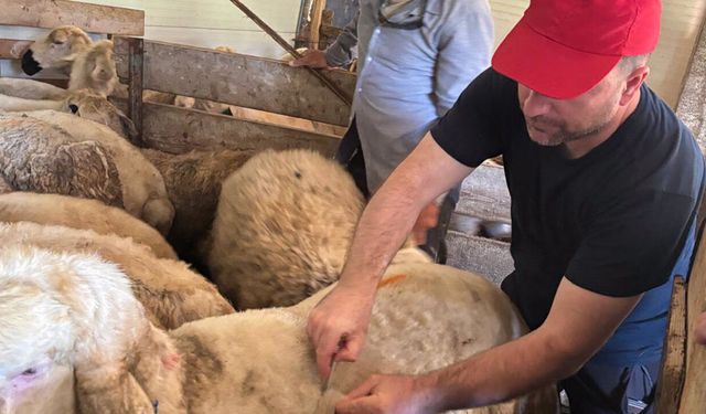 Alaca’da küçükbaş hayvan aşılamaları devam ediyor