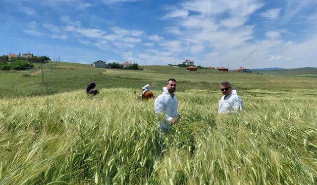Arpa tohumu üretimi yapılan tarlalar incelendi