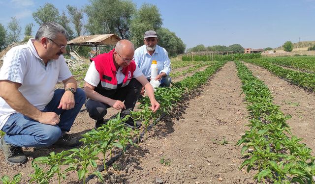Alaca’da sebze bahçeleri mercek altında
