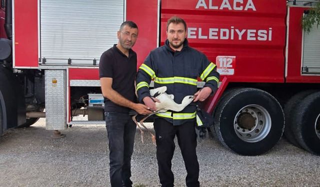 Yuvasında mahsur kalan leyleği itfaiye kurtardı