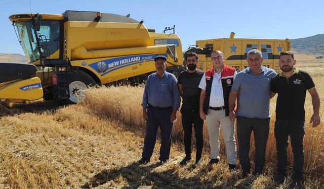 Alaca'da ‘sarı altın’ hasadı devam ediyor
