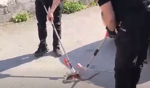 Alaca’da otomobilin altına giren yılan itfaiye ekiplerince çıkarıldı