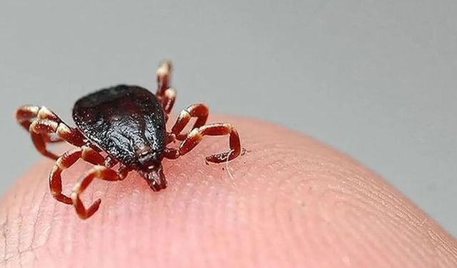 Kene Çorum'da can aldı: Şenay Tokmak hayatını kaybetti
