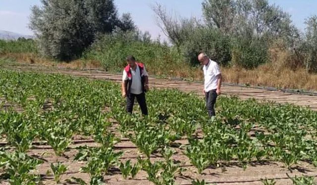 Alaca’da tarım arazileri ve ürünler yerinde kontrol ediliyor