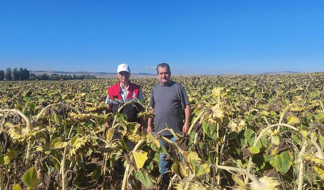 Yüzde 50 hibeli ayçiçeği ekili alanları kontrol ediliyor