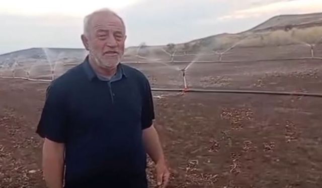 Alaca'da aynı tarlada ikinci ürün dönemi başladı