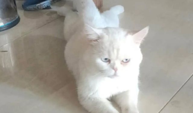 Alaca’da beyaz kedi sahibini arıyor