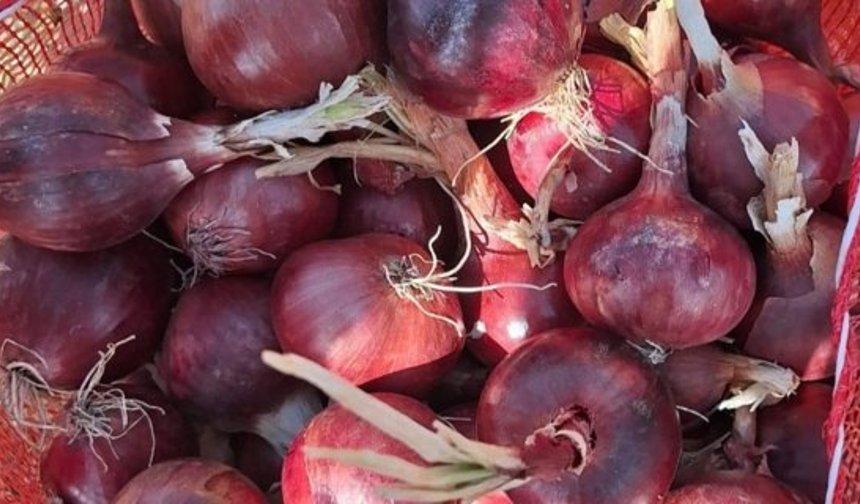 Alaca'nın patentli ürünü mor soğanda hasat dönemi başladı