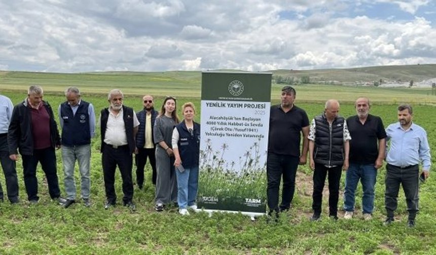 4 bin yıllık yolculuk: Alacahöyük’ten doğan “Habbet-üs Sevda” çörek otuyla yeniden vatanında