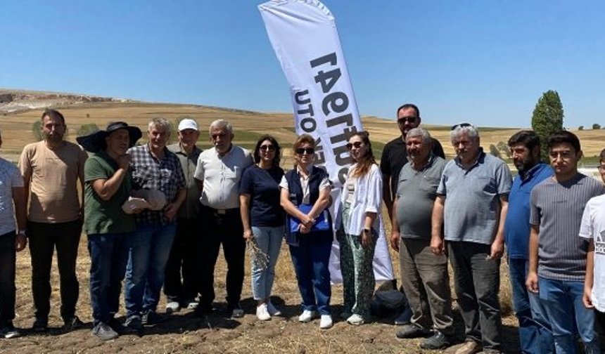 Alaca'da “Yusuf 1941” çörek otununun hasatı yapıldı