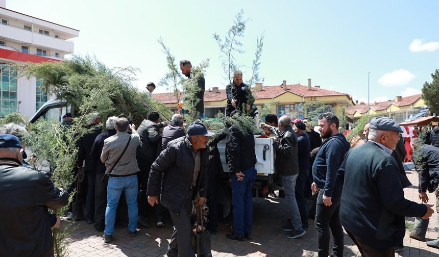 Alaca’da vatandaşlara çam fidanı dağıtıldı