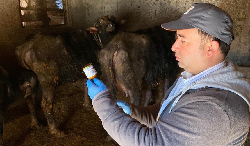 Alaca’da hayvan sağlığı için aşılama çalışmaları sürüyor