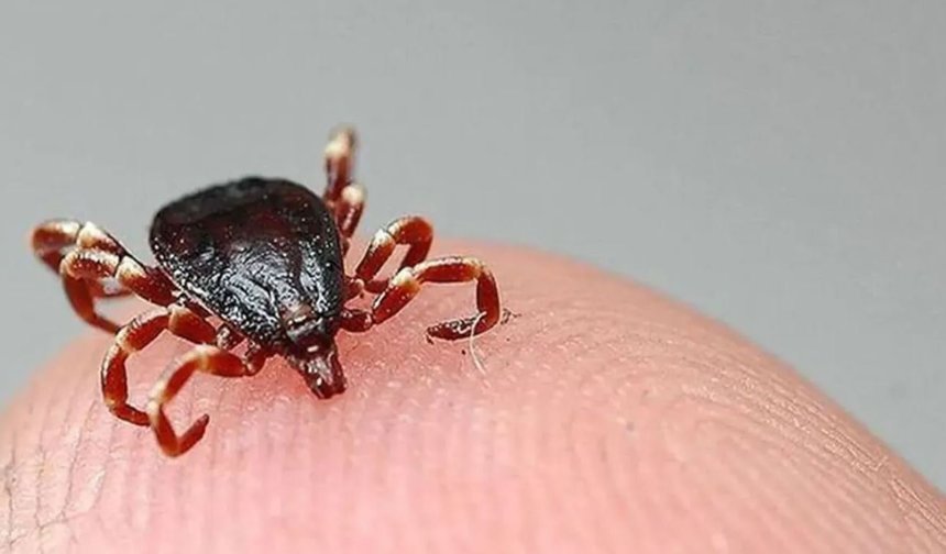 “Kene ile temas etmeyin”: Sağlık ekiplerinden uyarı