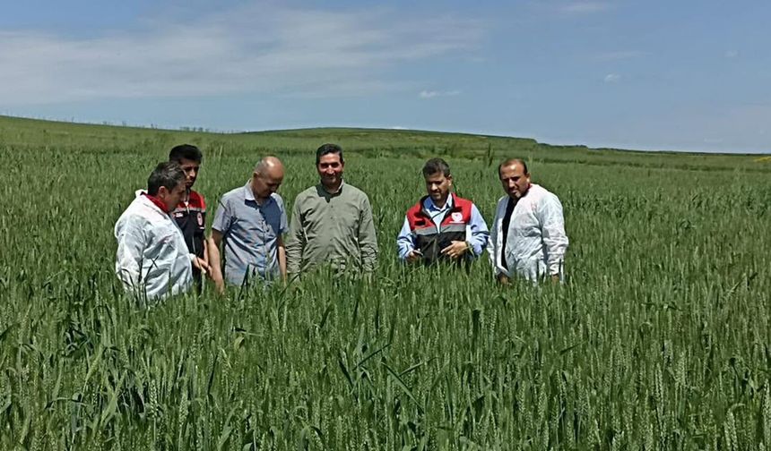 Süne ve kımıl sürvey çalışmaları devam ediyor