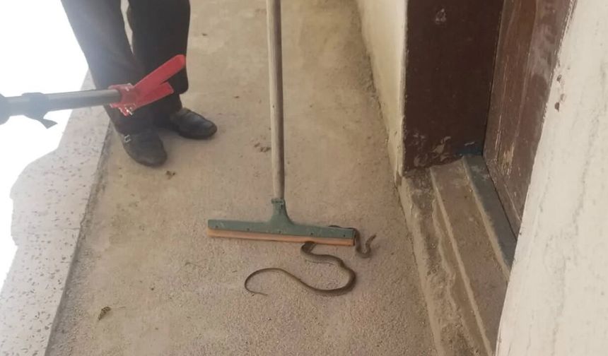 Alaca’da yılan paniği: İtfaiye ekipleri hızlı müdahale etti
