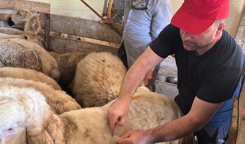 Alaca’da küçükbaş hayvan aşılamaları devam ediyor