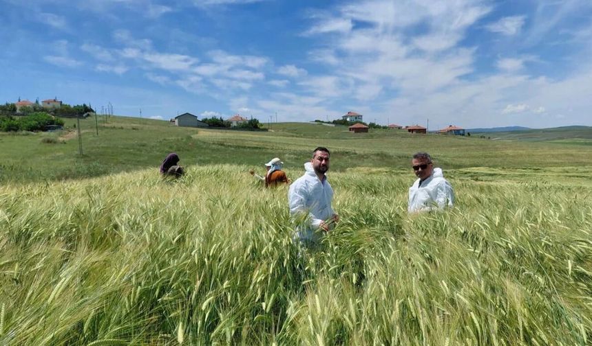 Arpa tohumu üretimi yapılan tarlalar incelendi