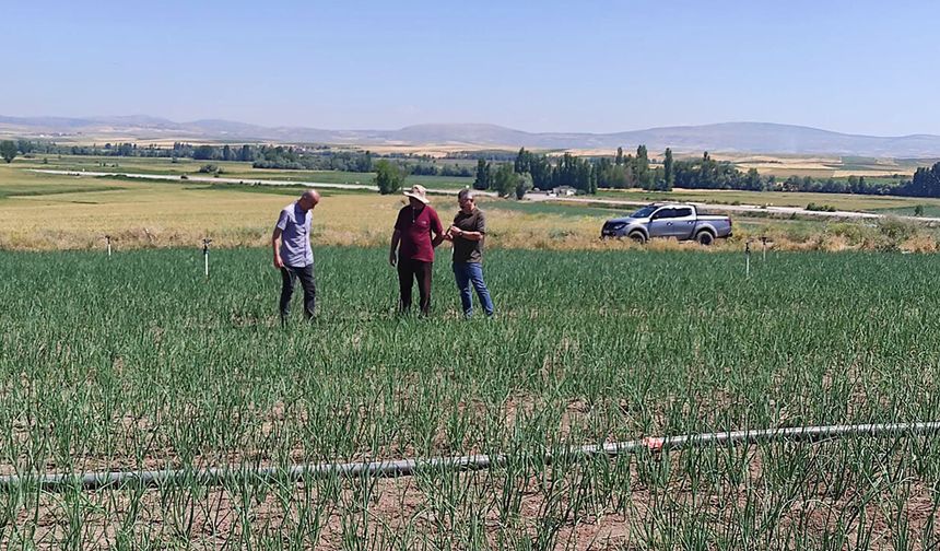 Alaca’da tarım arazileri mercek altında