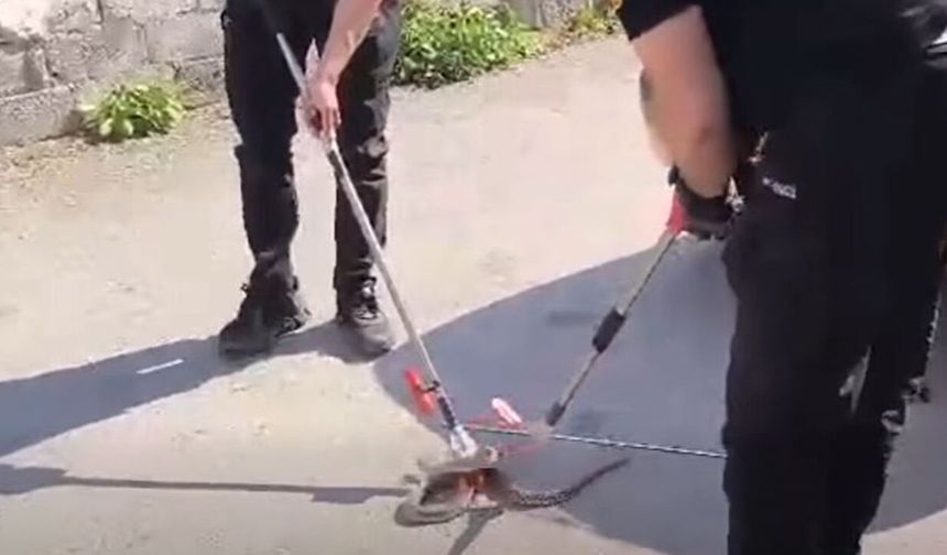 Alaca’da otomobilin altına giren yılan itfaiye ekiplerince çıkarıldı