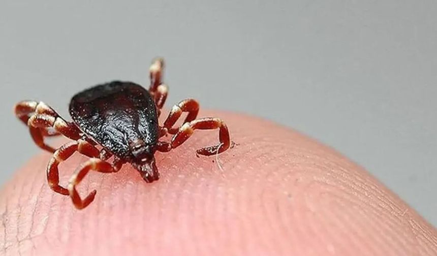 Kene Çorum'da can aldı: Şenay Tokmak hayatını kaybetti