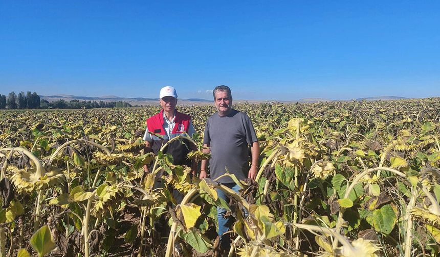 Yüzde 50 hibeli ayçiçeği ekili alanları kontrol ediliyor