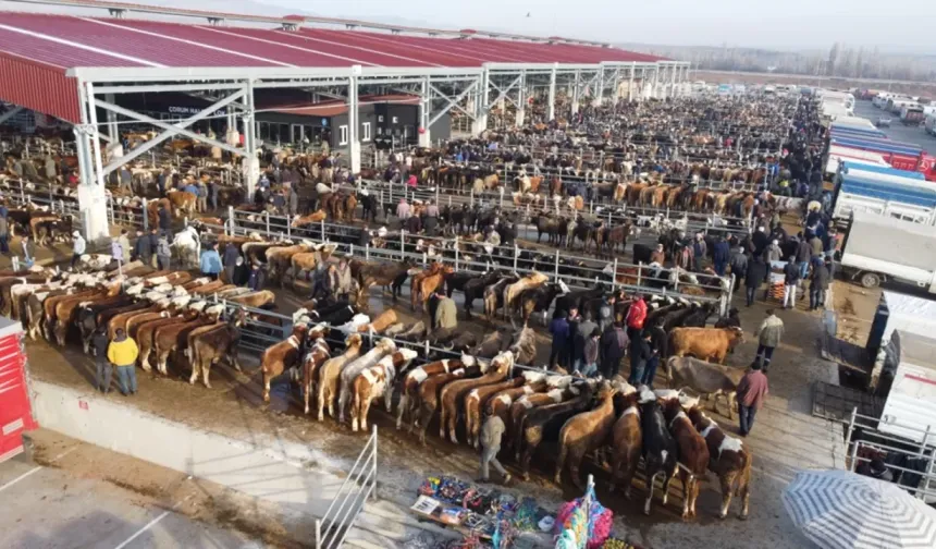 Çorum’da hayvan pazarları tedbir amacıyla kapatıldı