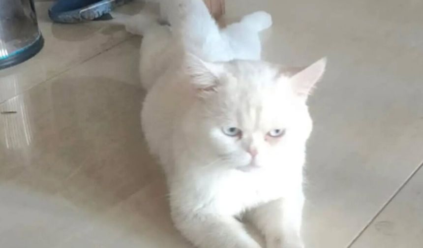 Alaca’da beyaz kedi sahibini arıyor